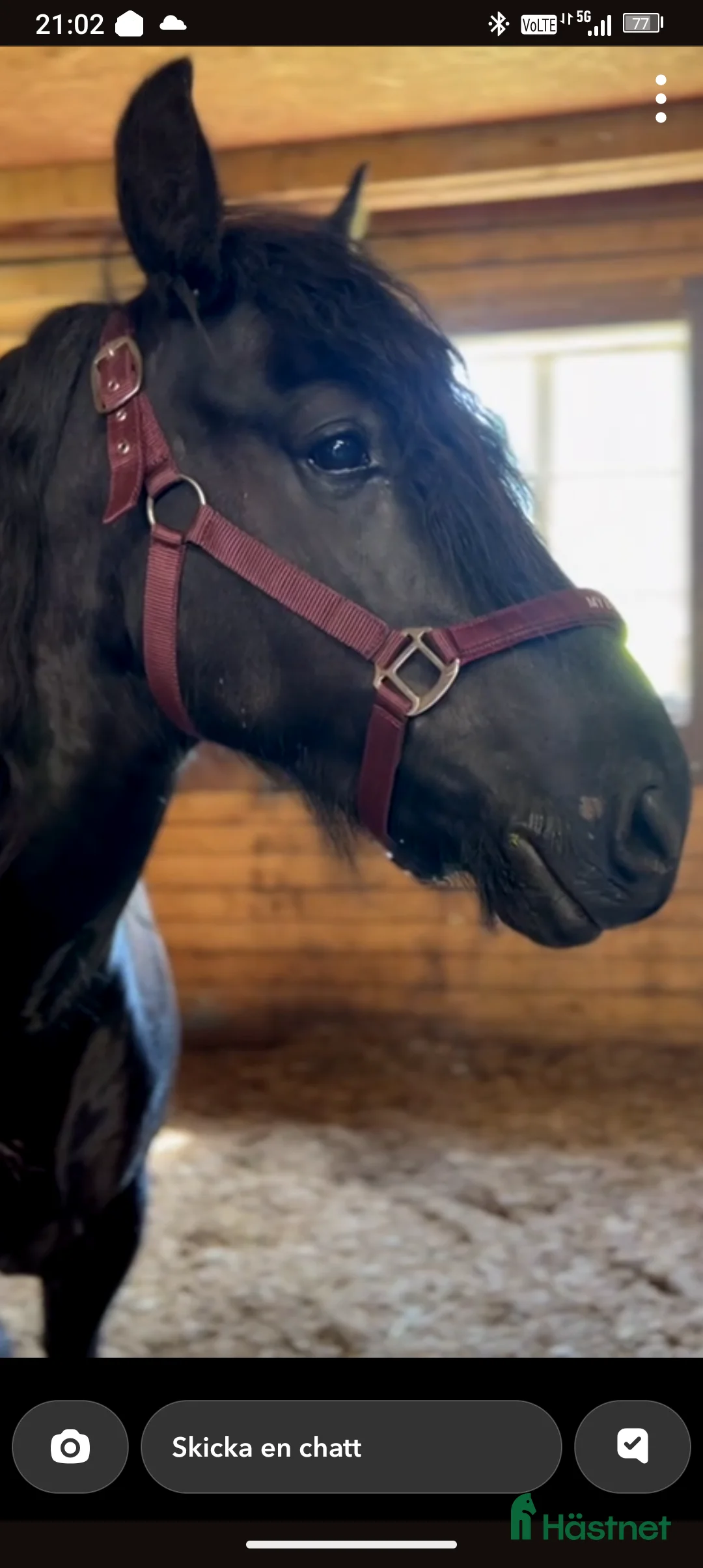 Allround hästar till salu: Världens finaste wonderful magic fellponny  i Ljung - Annons 3