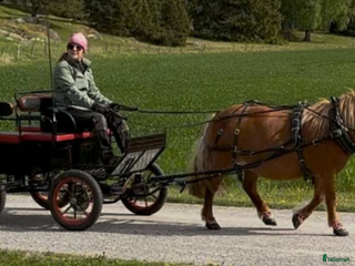 Körvagnar körning till salu: Maratonvagn i Vallentuna - Annons 16