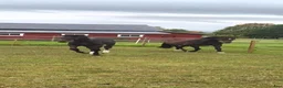 Hoppning hästar till salu: Hoppstammat föl - Annons 2