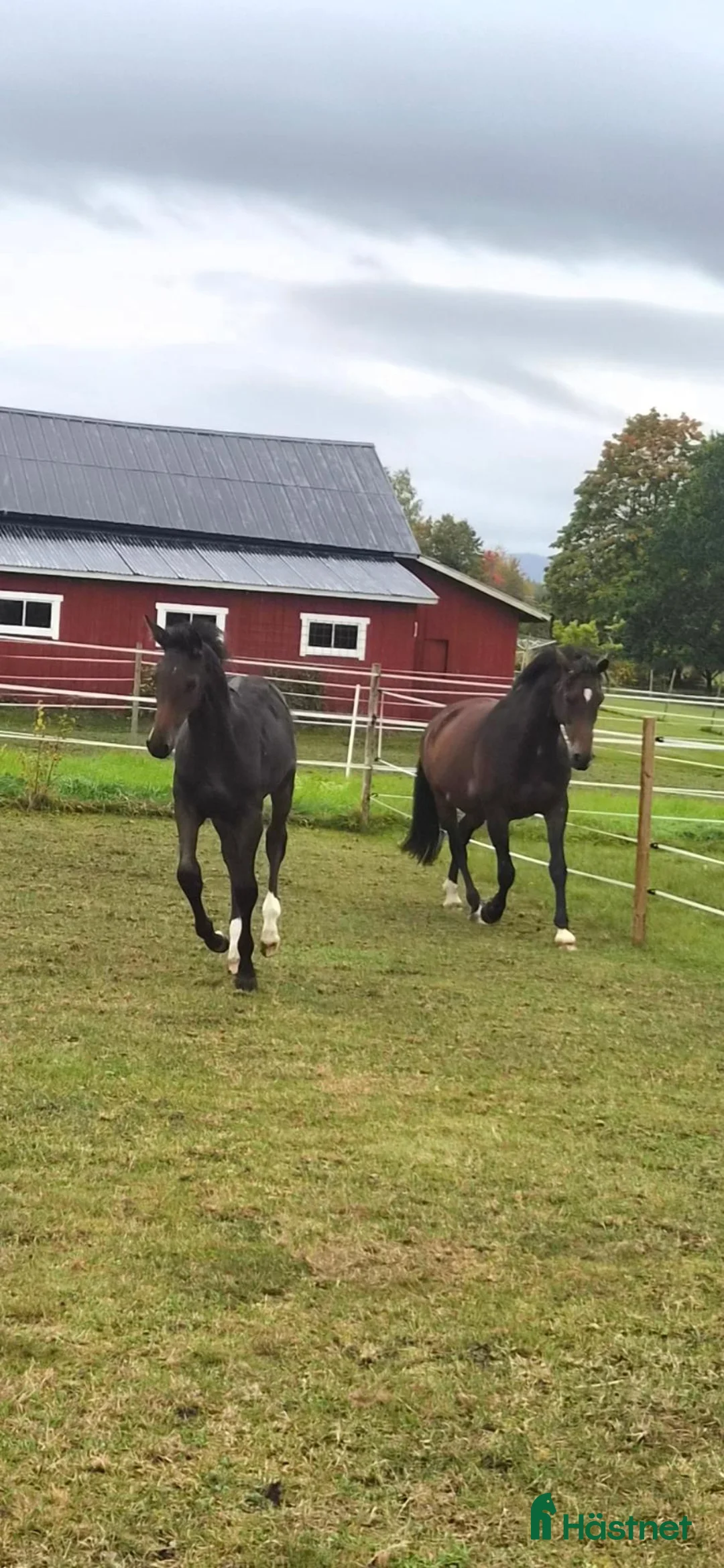Hoppning hästar till salu: Hoppstammat föl - Annons 2