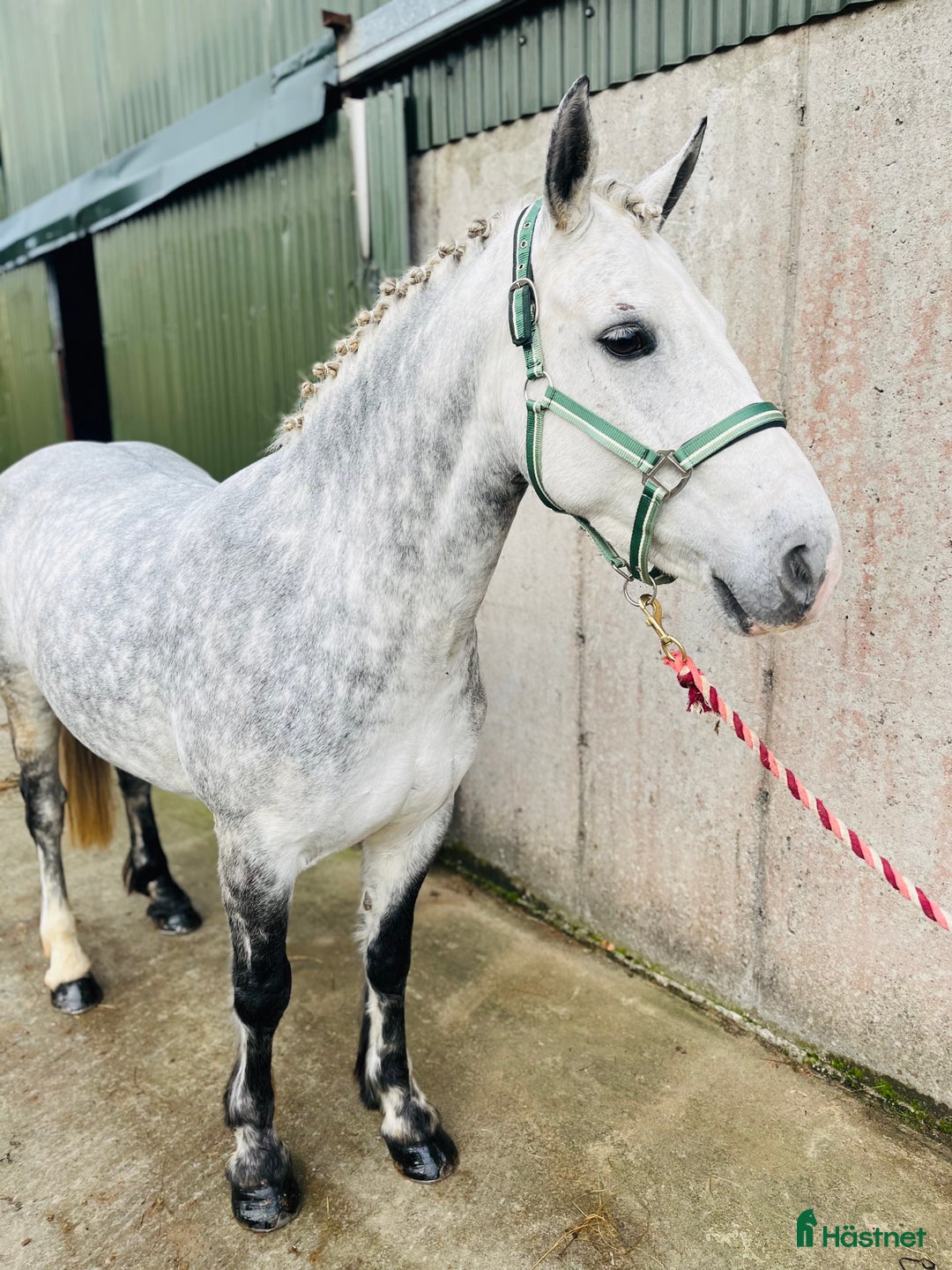 Allround hästar till salu: Allrounder ponies i Ljungby - Annons 2