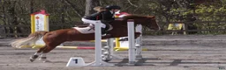 Hoppning hästar till salu: Fantastisk ponny - Annons 5