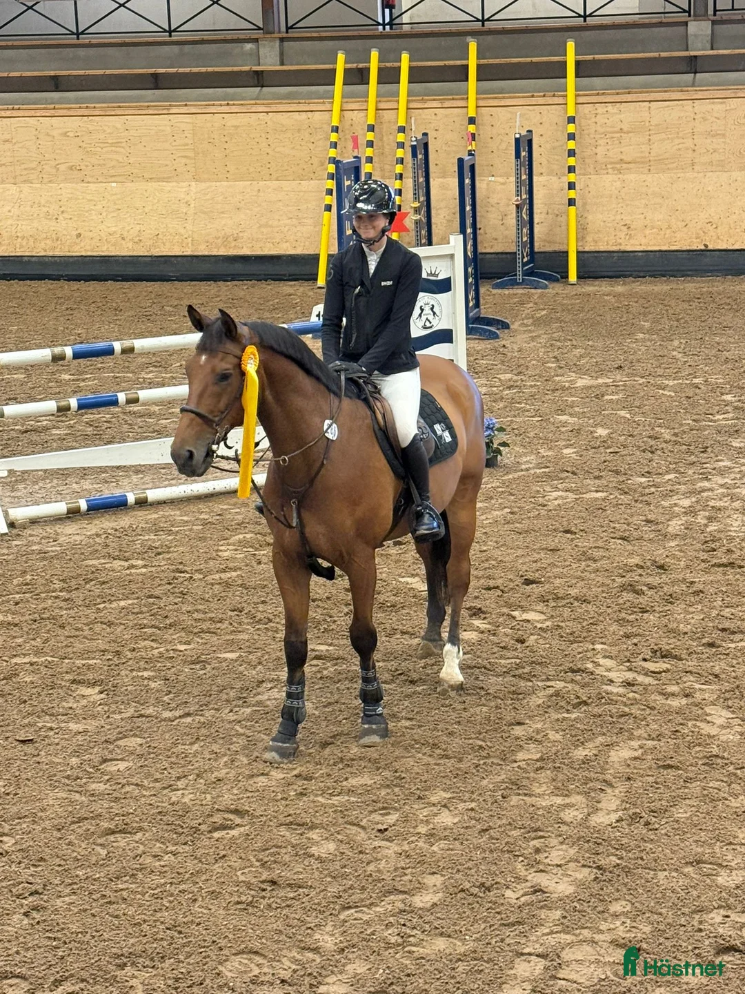 Allround hästar till salu: Välutbildad valack - Annons 1