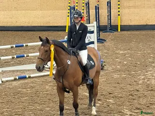 hästar Välutbildad valack - Annons 12