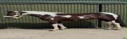 Allround hästar till salu: Beautiful coloured mare  - Annons 4