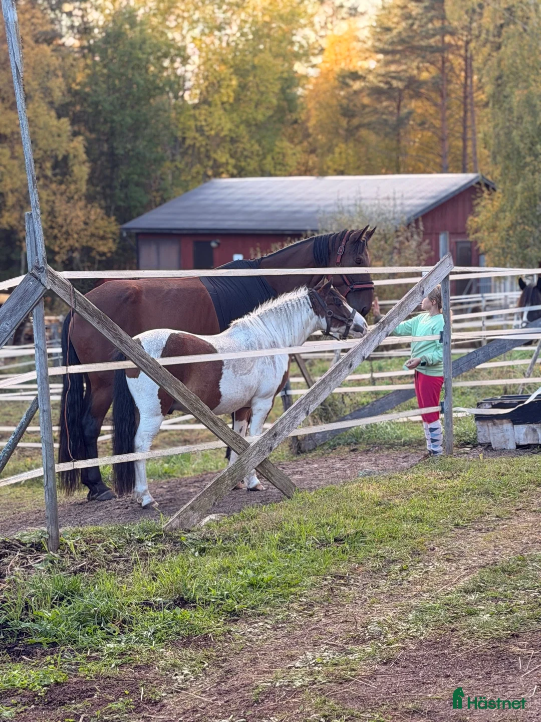 Allround hästar till salu: Världens bästa maxade B-ponny i Rättvik - Annons 2