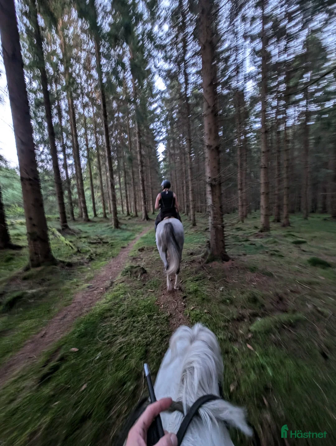  medryttarhäst finnes: Medryttare i Billinge sökes VARDAGAR  - Annons 5