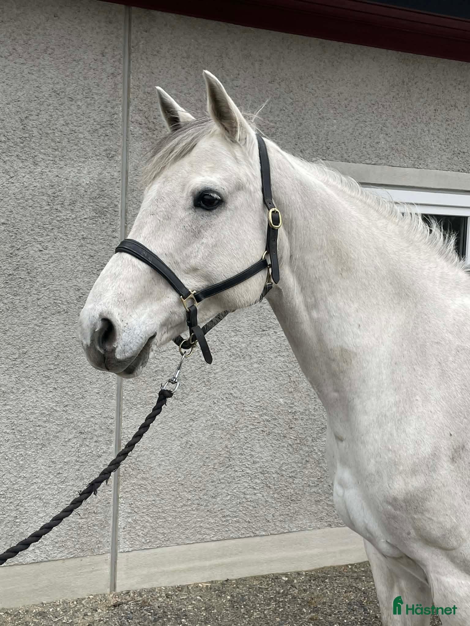  hästar Sto som letar hoppglad ryttare - Annons 3