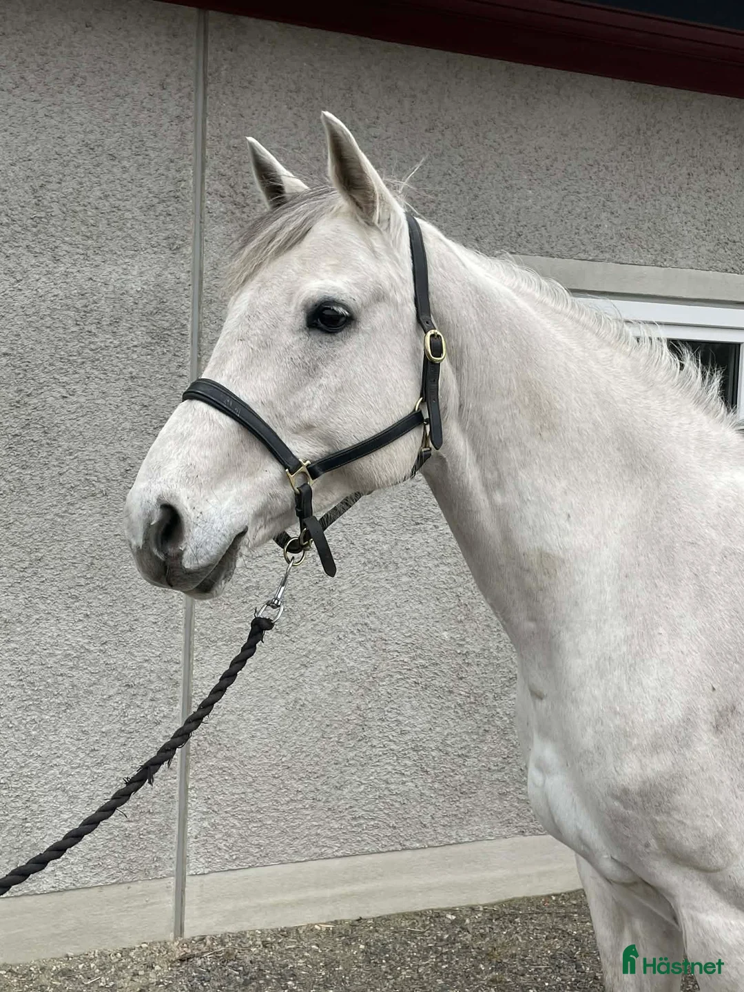 Hoppning hästar till salu: Sto som letar hoppglad ryttare - Annons 1