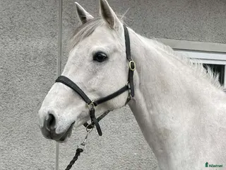 hästar Sto som letar hoppglad ryttare - Annons 3