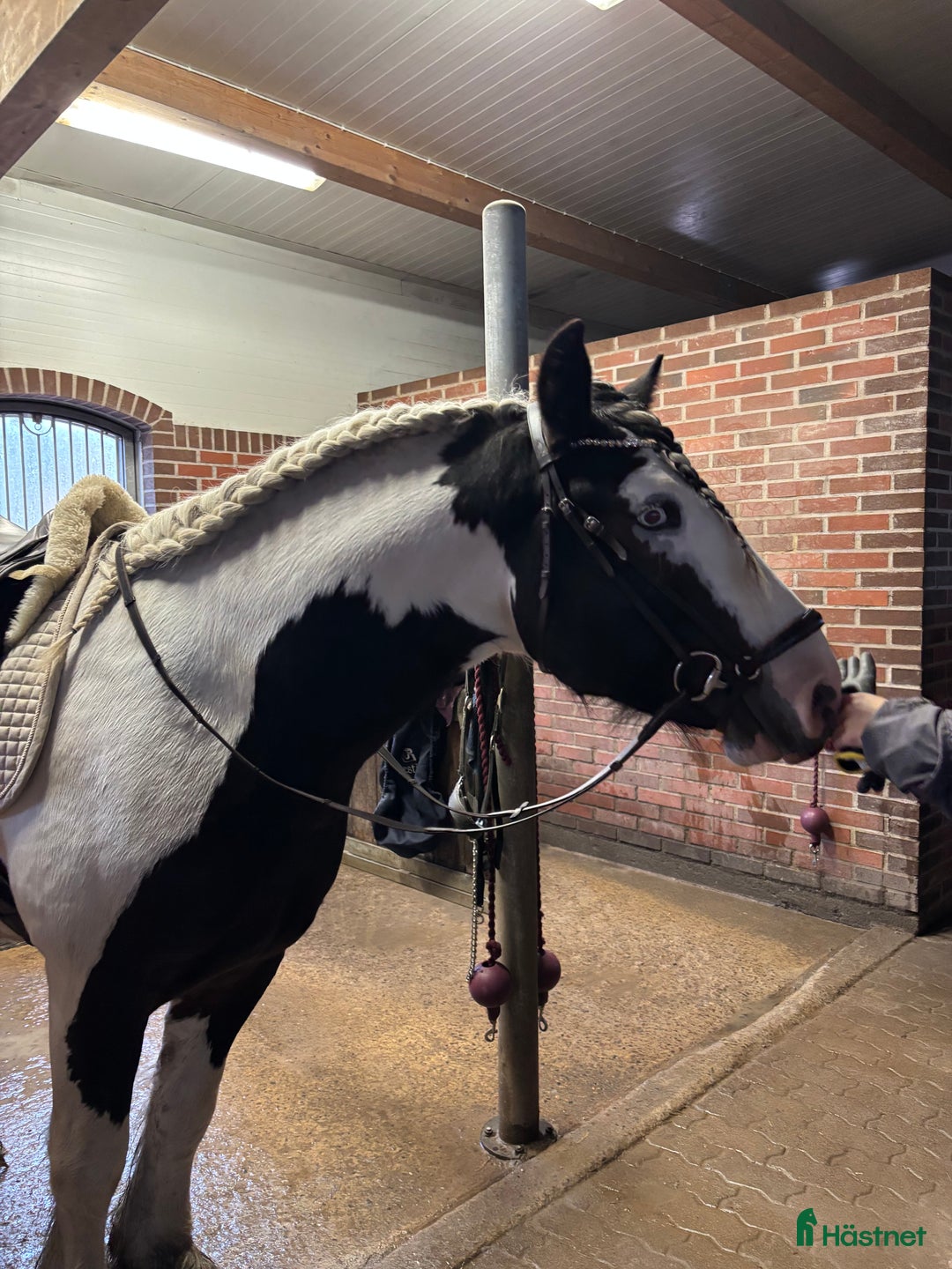 Allround hästar till salu: Drömhästen i Västerås - Annons 3