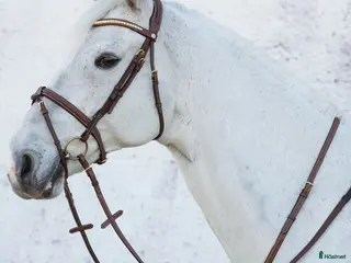 Övrig Hästutrustning hästutrustning till salu: Jacson martingal i Örkelljunga - Annons 6