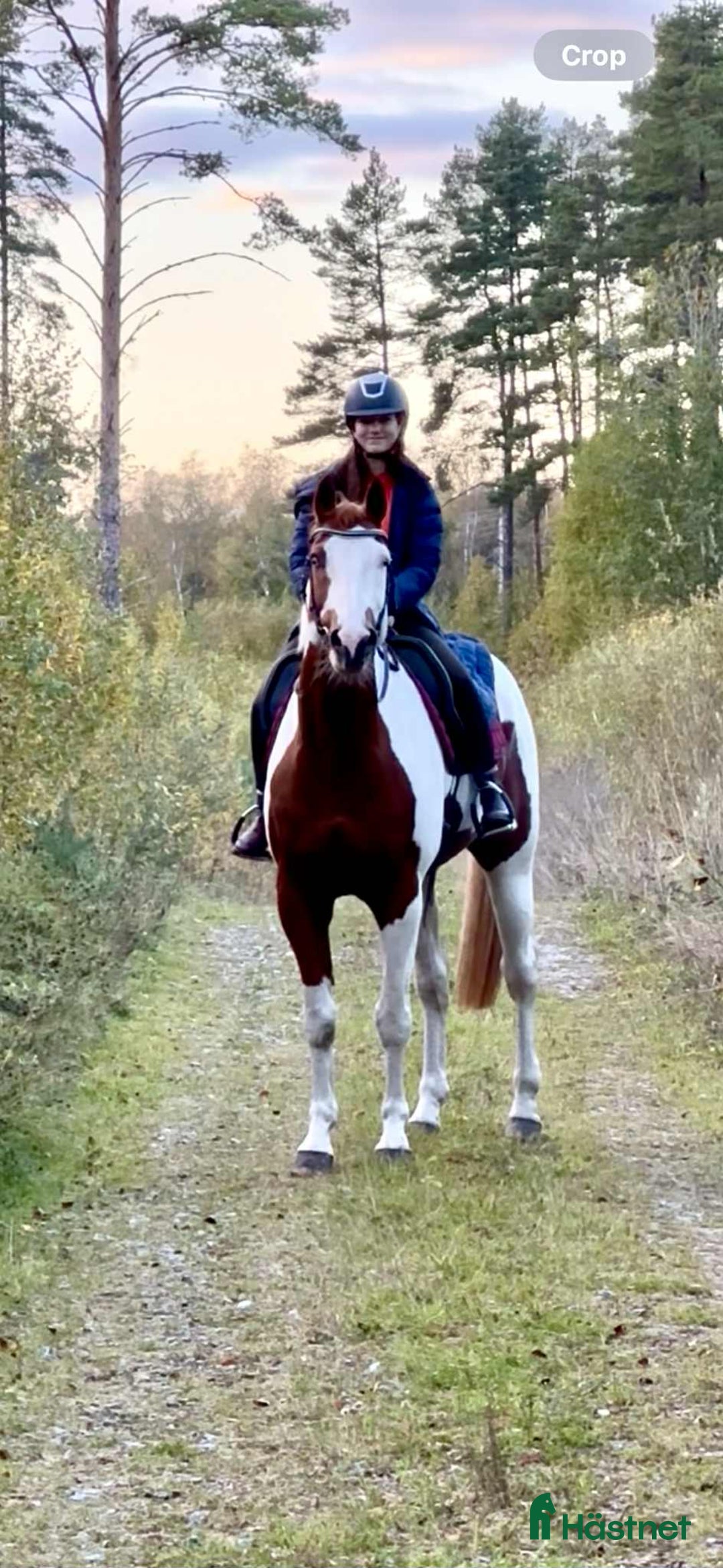 Allround hästar till salu: Världens snällaste paint i Örsundsbro - Annons 2