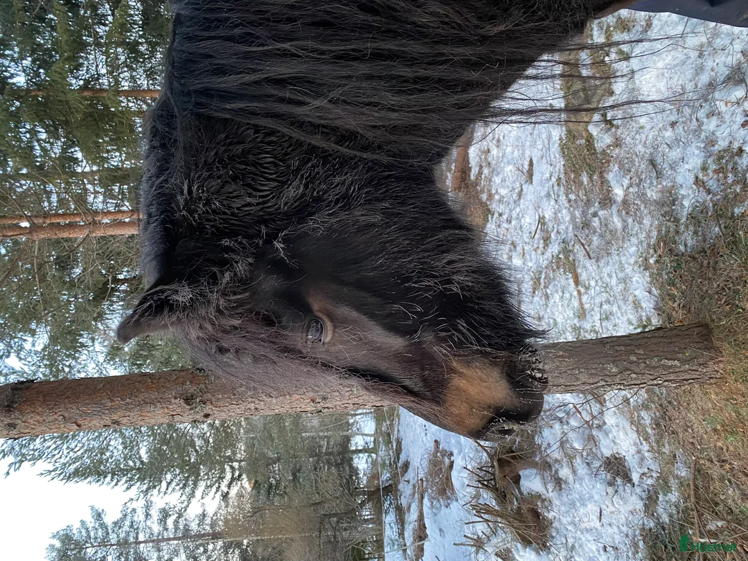 Allround hästar till salu: Framåt och Glad valack i Bredbyn - Annons 4