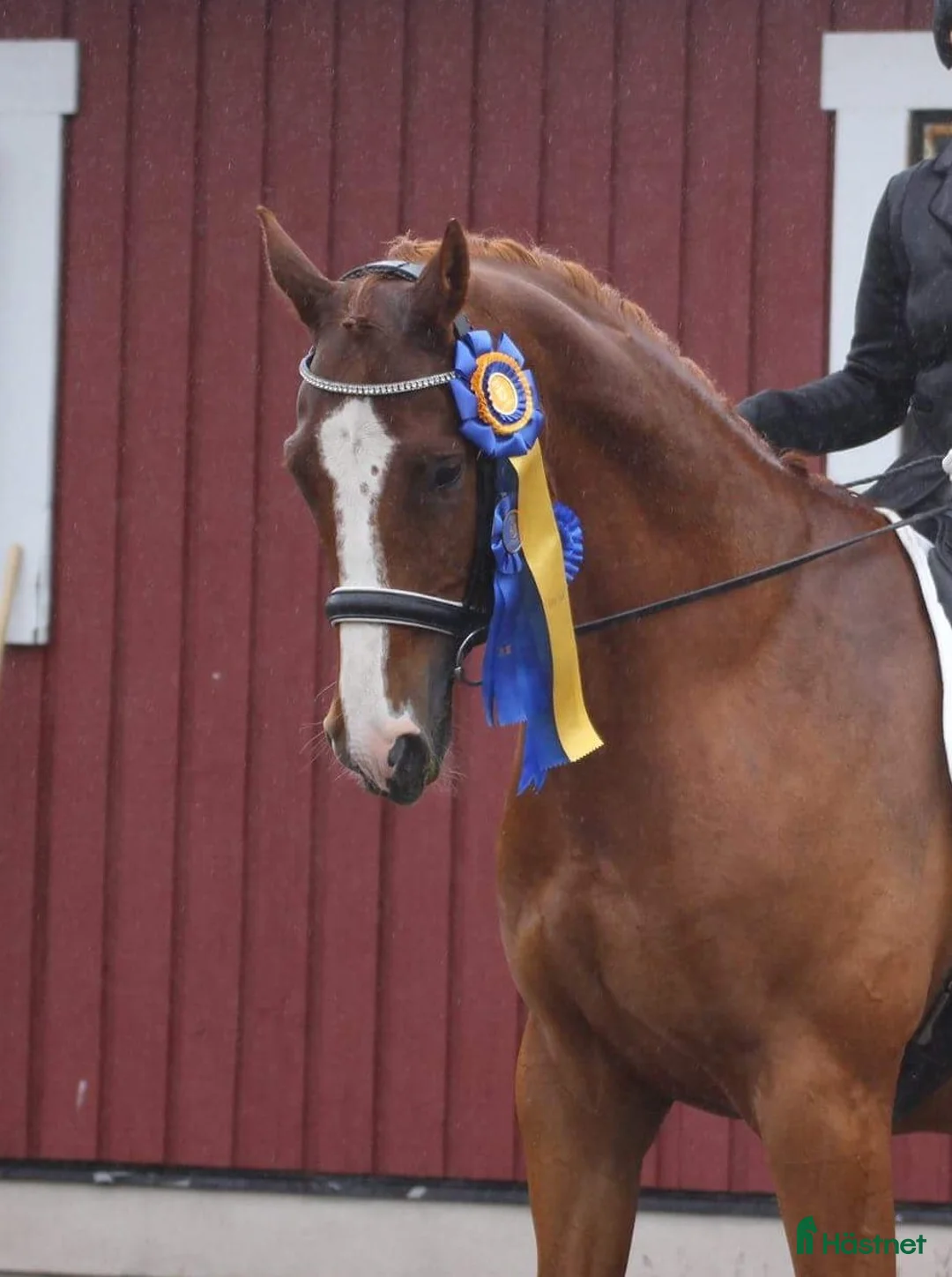 Allround hästar till salu: En bästa vän att ha roligt med! i Karlstad - Annons 2