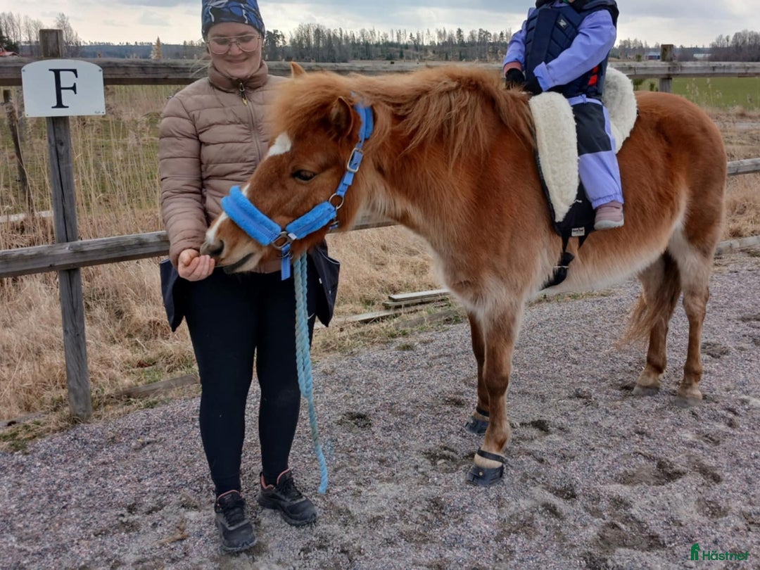 Övrigt hästar till salu: 9-årigt russ utlånas/säljes i Eskilstuna - Annons 3