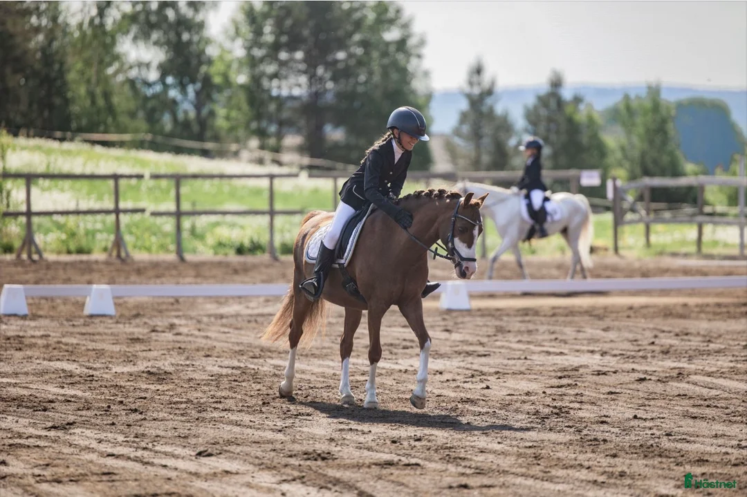 Allround hästar till salu: Nexis Xanté - Annons 1