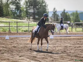 hästar Nexis Xanté - Annons 9