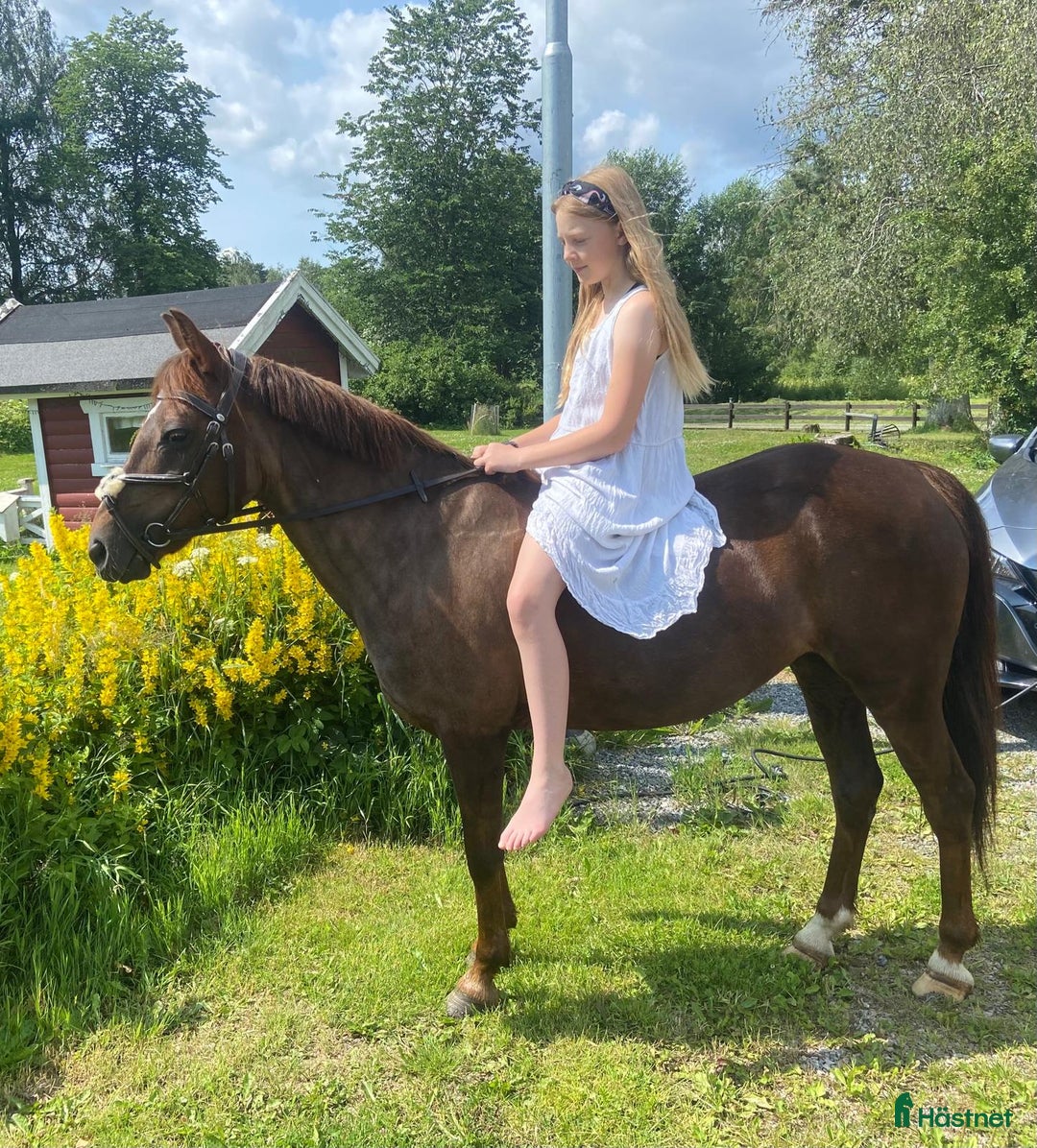 Hoppning hästar till salu: Fantastisk Läromästare  i Sävsjö - Annons 7