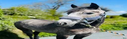 Allround hästar till salu: Selection of Connemara ponies  - Annons 18