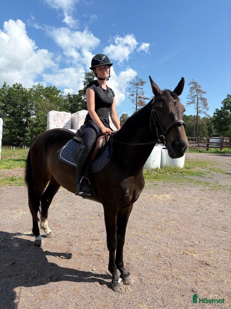 Allround hästar till salu: Litet snyggt halvblodssto i Köpingsvik - Annons 2