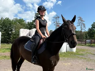 Allround hästar till salu: Litet snyggt halvblodssto i Köpingsvik - Annons 2