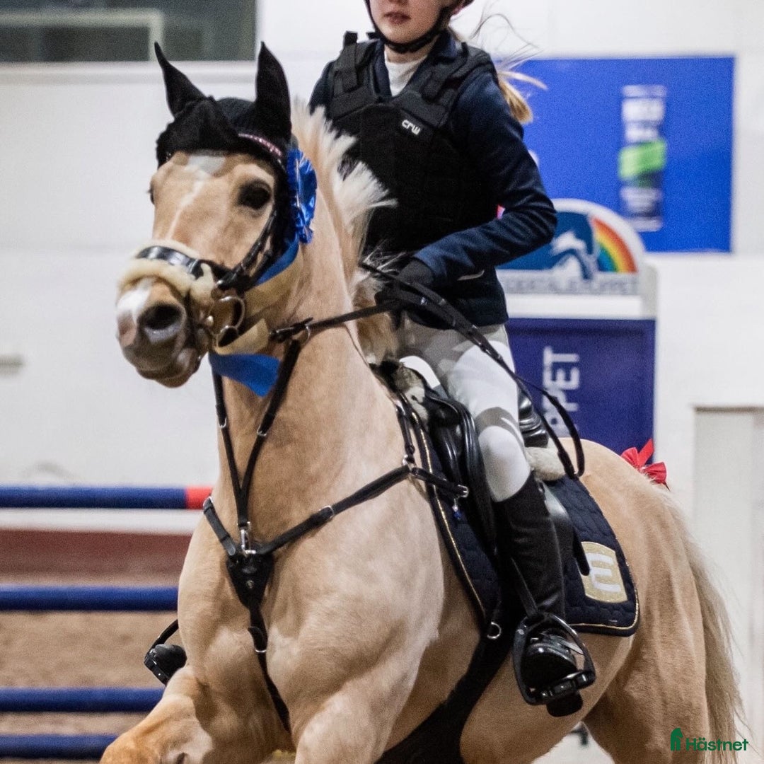 Dressyr hästar till salu: Välriden ponny söker nytt hem i Saltsjö-Boo - Annons 3