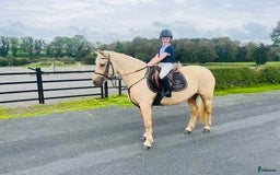 Hoppning hästar till salu: Selection of Irish ponies i Ljungby - Annons 5