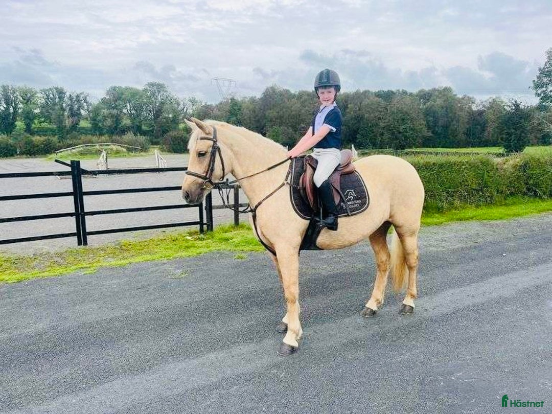 Hoppning hästar till salu: Selection of Irish ponies i Ljungby - Annons 5