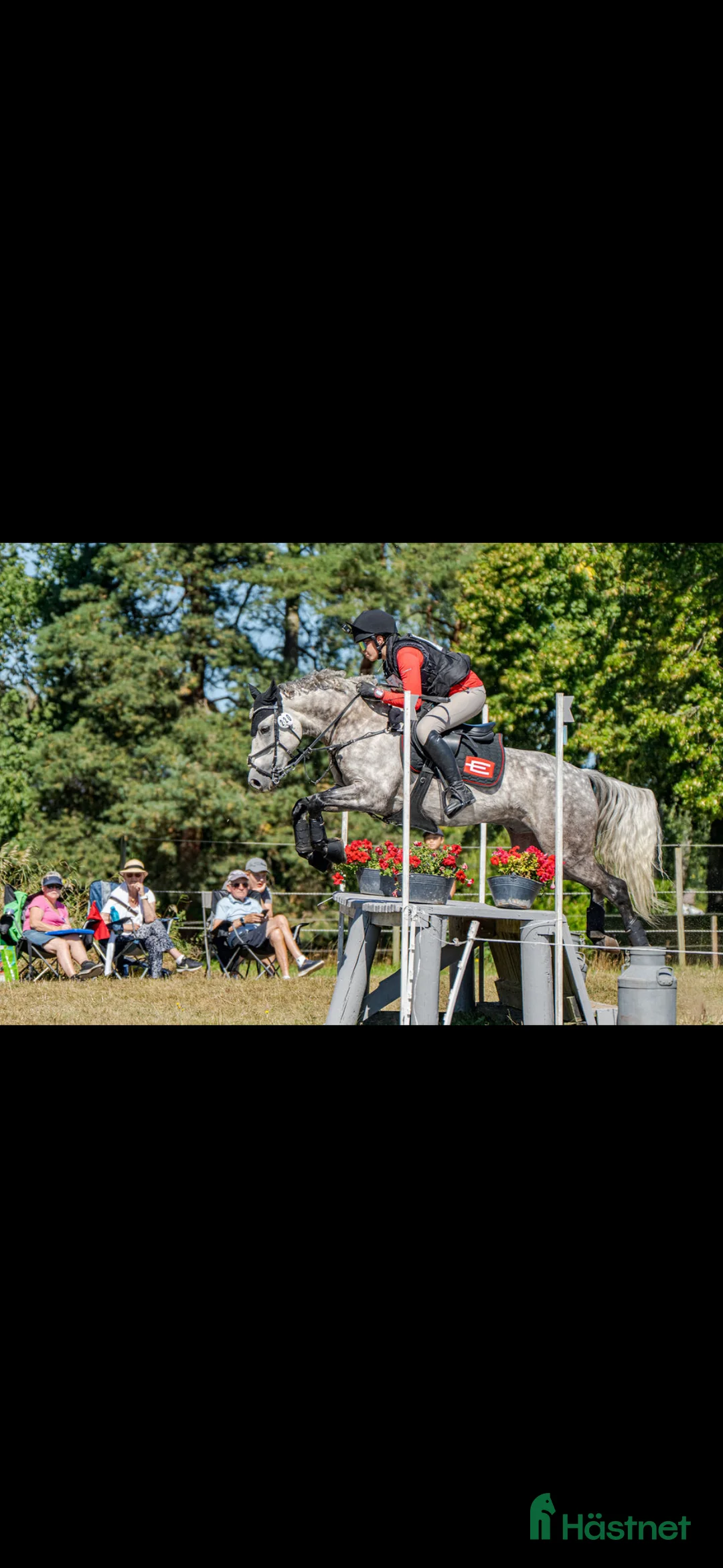 Allround hästar till salu: Drömponny inom valfri gren - Annons 1