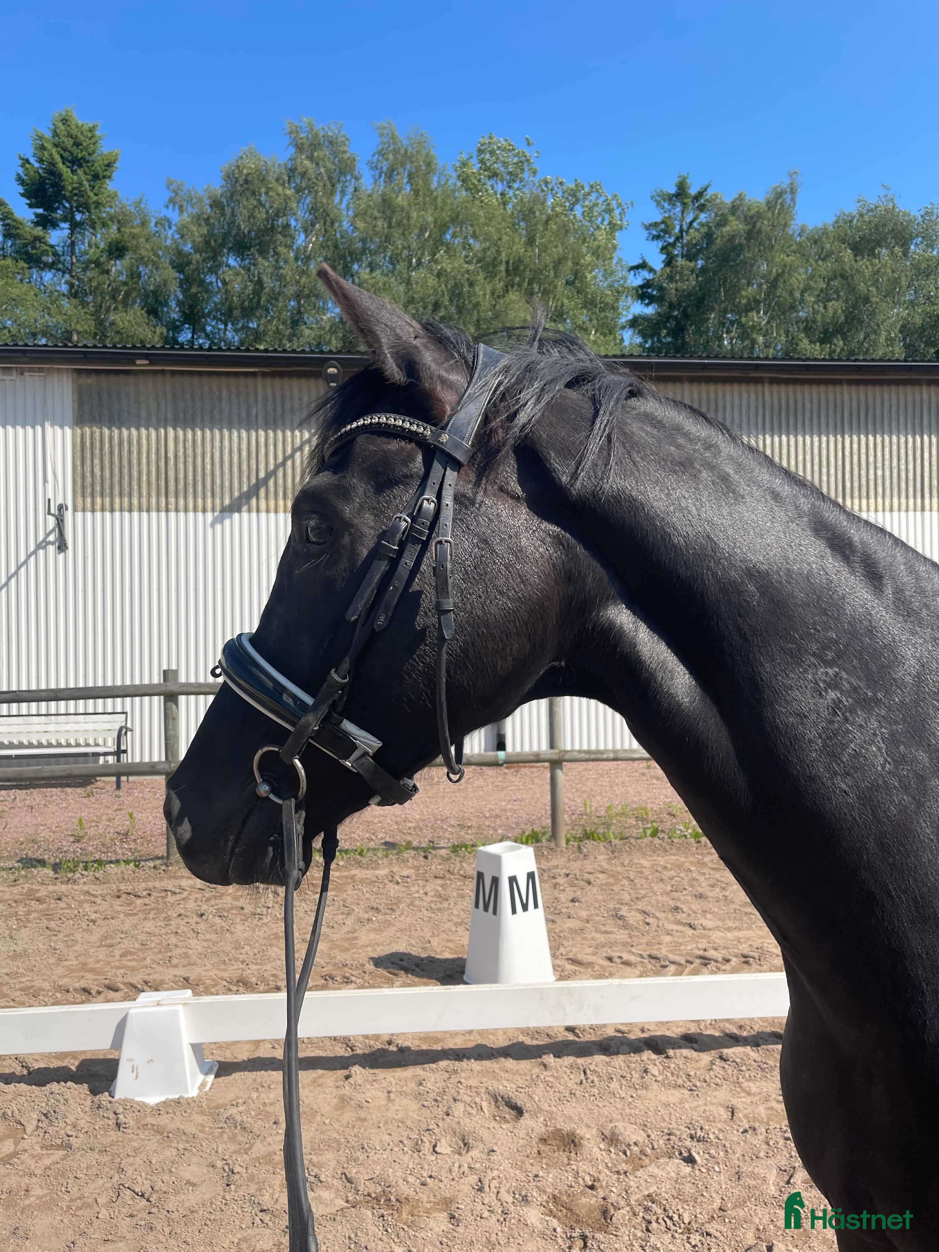  hästar Dressyrsto i Löberöd - Annons 22