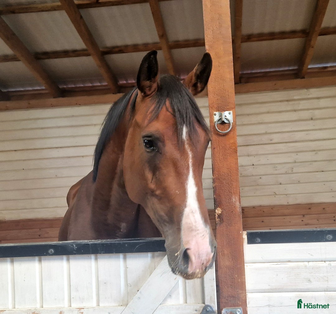 Hoppning hästar till salu: Trevligt Sto i Söderköping - Annons 1