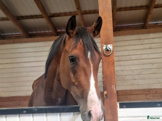 hästar Trevligt Sto i Söderköping - Annons 14