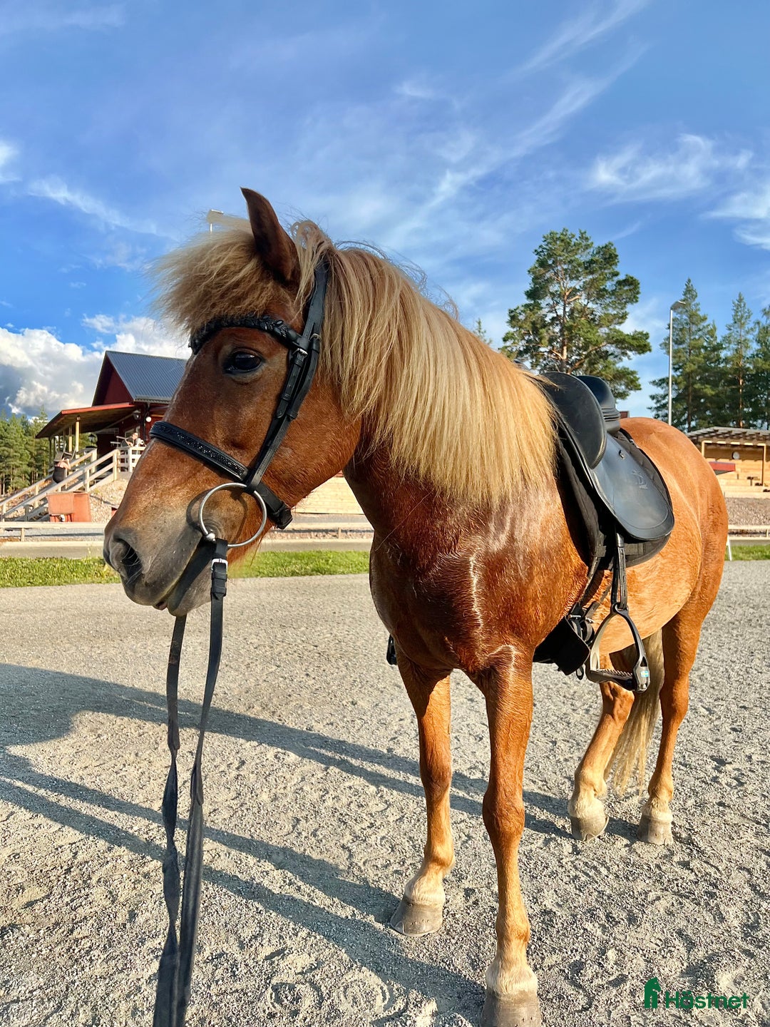 Island hästar till salu: Fantastiskt sto i Häggeby - Annons 3