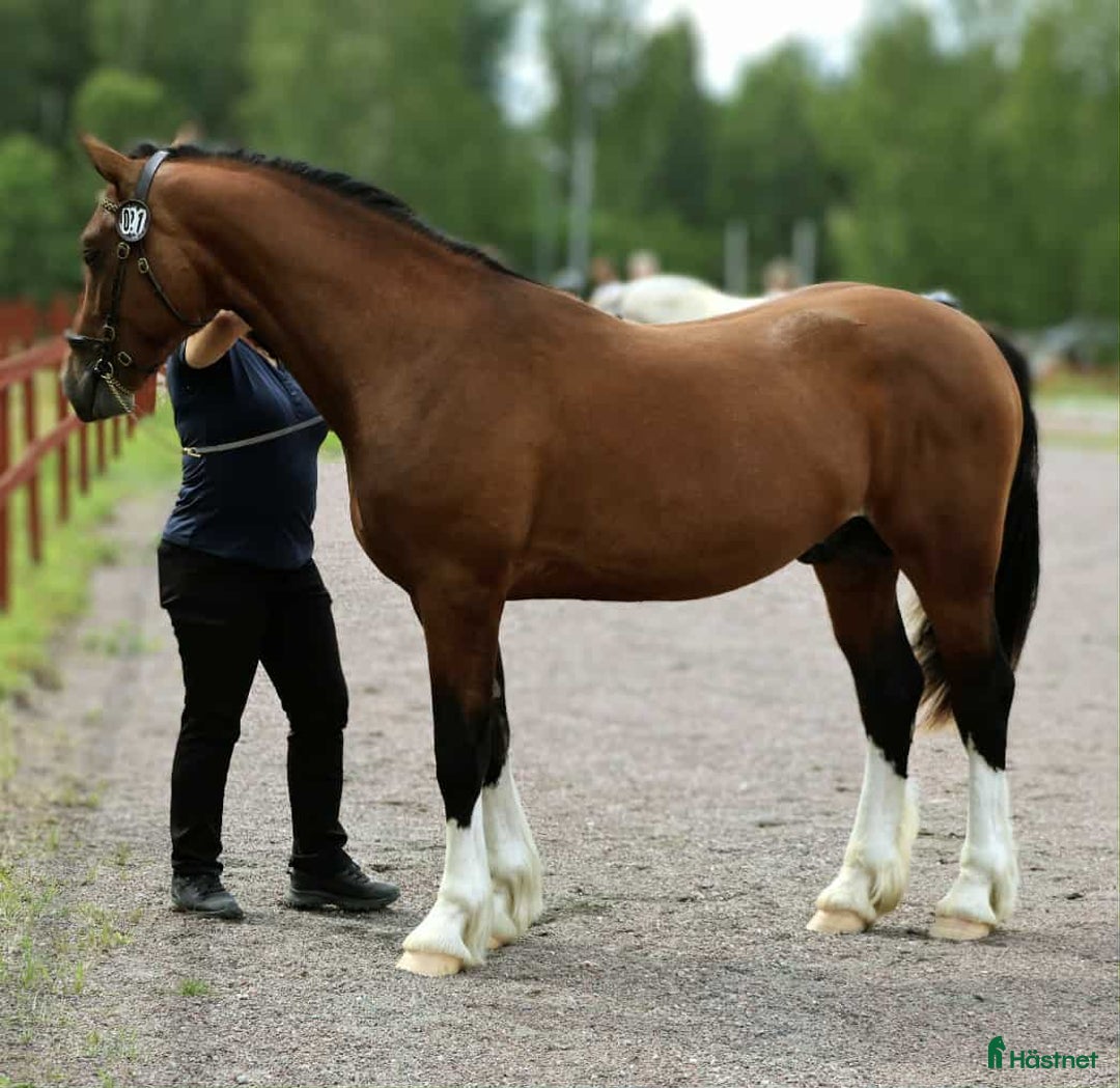 Allround hästar till salu: Vacker och välstammad welsh cob hingst i Kil - Annons 2