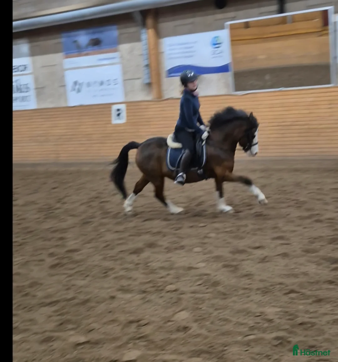 Allround hästar till salu: Söt som socker. Ev bytes - Annons 1