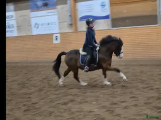 hästar Söt som socker. Ev bytes - Annons 13