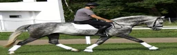 Allround hästar till salu: Presence & Talent - amazing Silesian - Annons 17