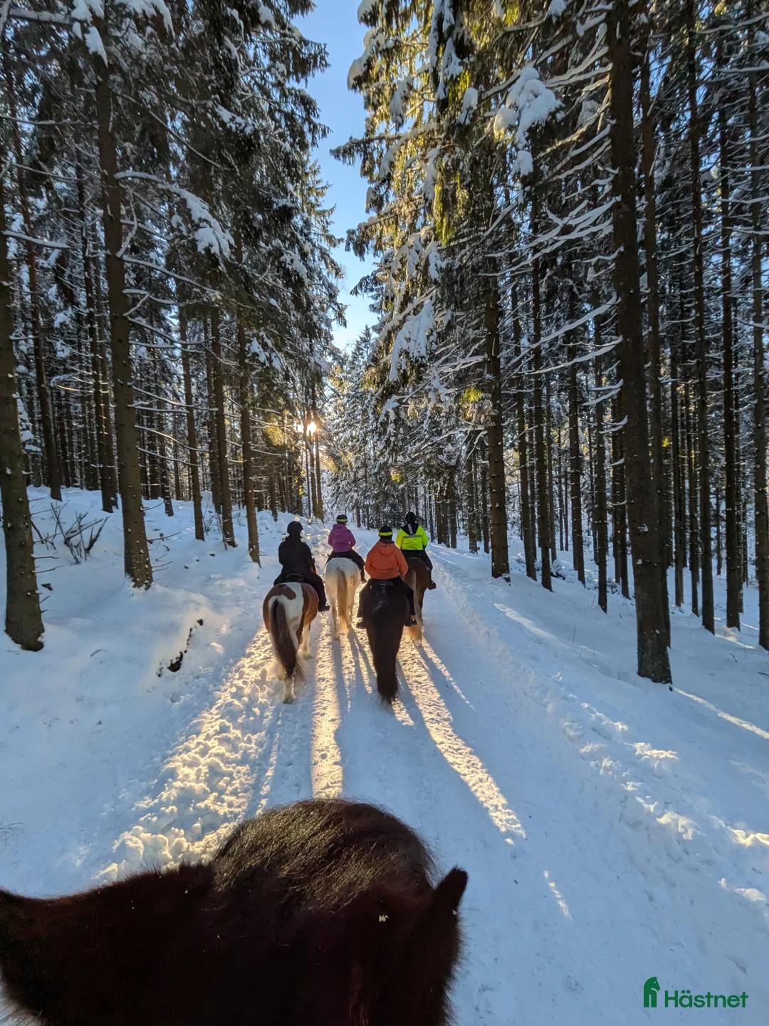  stallplats finnes: Stallplats finns i Kungsbacka - Annons 12