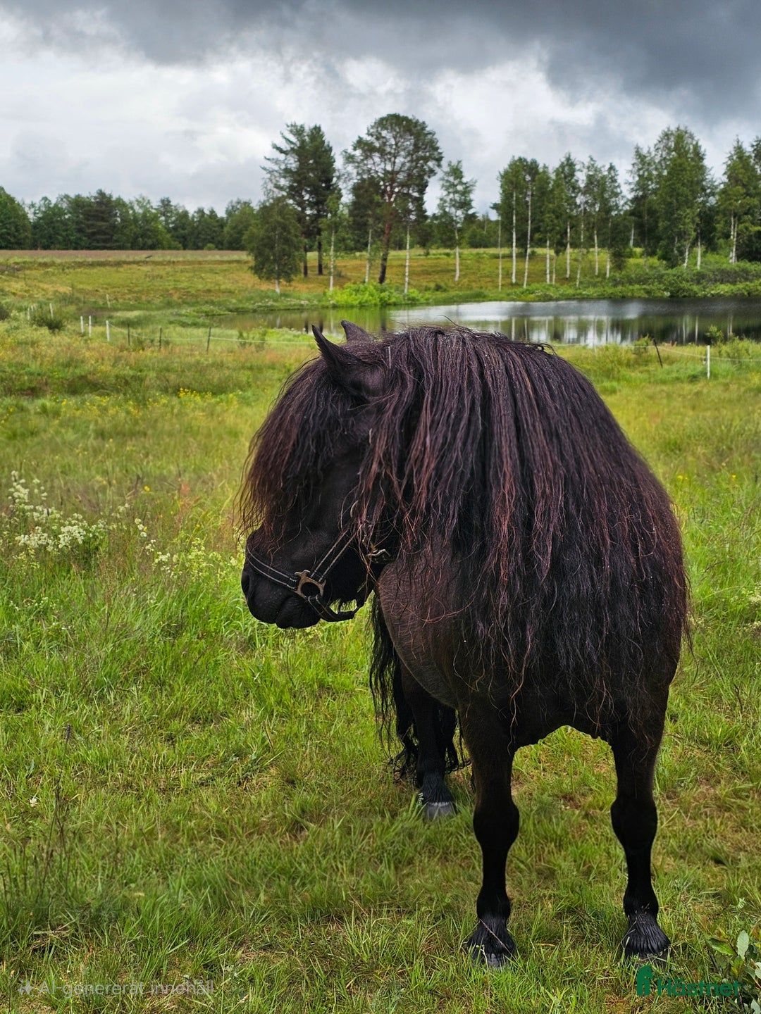 Sällskap hästar till salu: Vacker söt liten ponny i Venjan - Bild 1