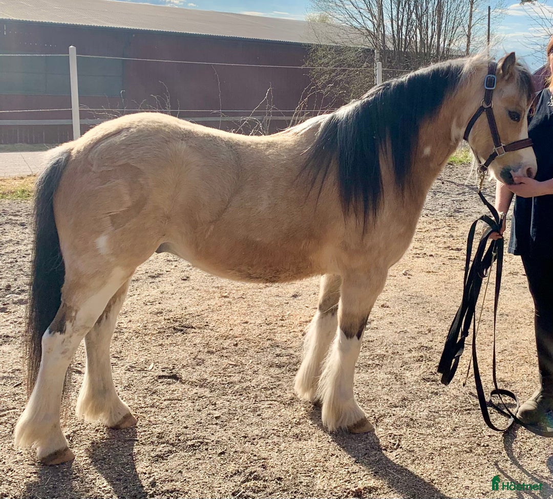 Allround hästar till salu: Sötaste och snällaste barnponnyn - Annons 4