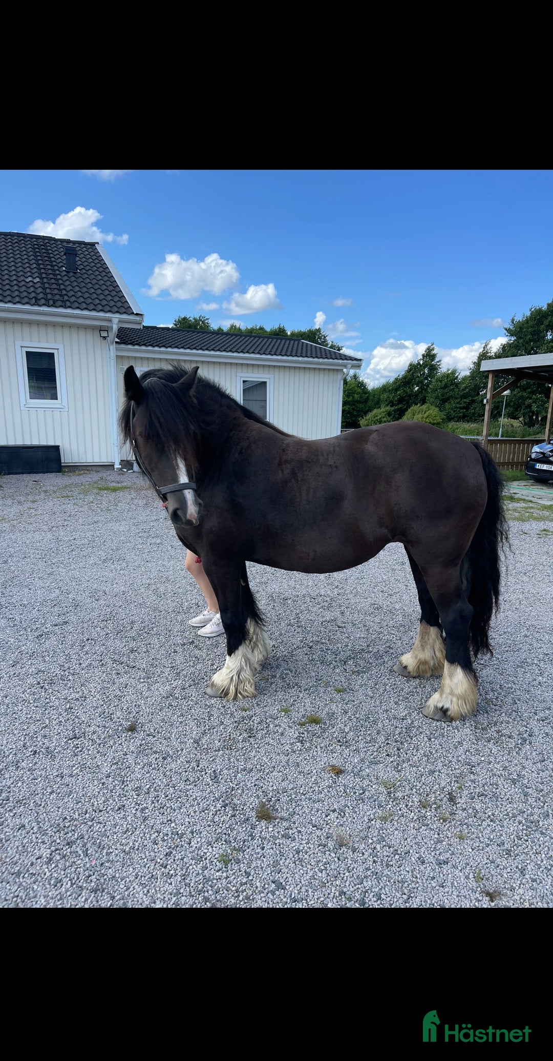 Allround hästar till salu: Två fina hästar söker sitt sista hem i Kristianstad - Bild 7