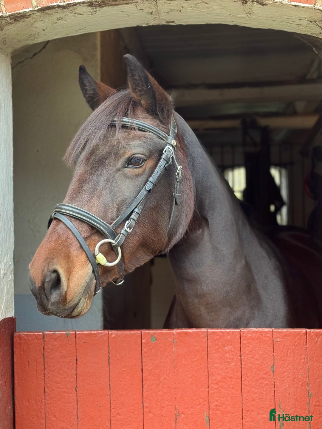 Träns hästutrustning till salu: Svart Claridge house träns  i Flyinge - Annons 2
