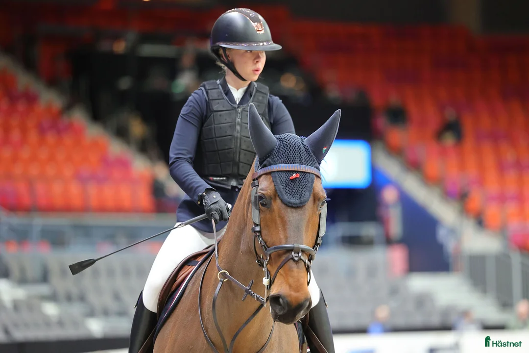 Hoppning hästar till salu: Topphäst Children/Junior  - Annons 5