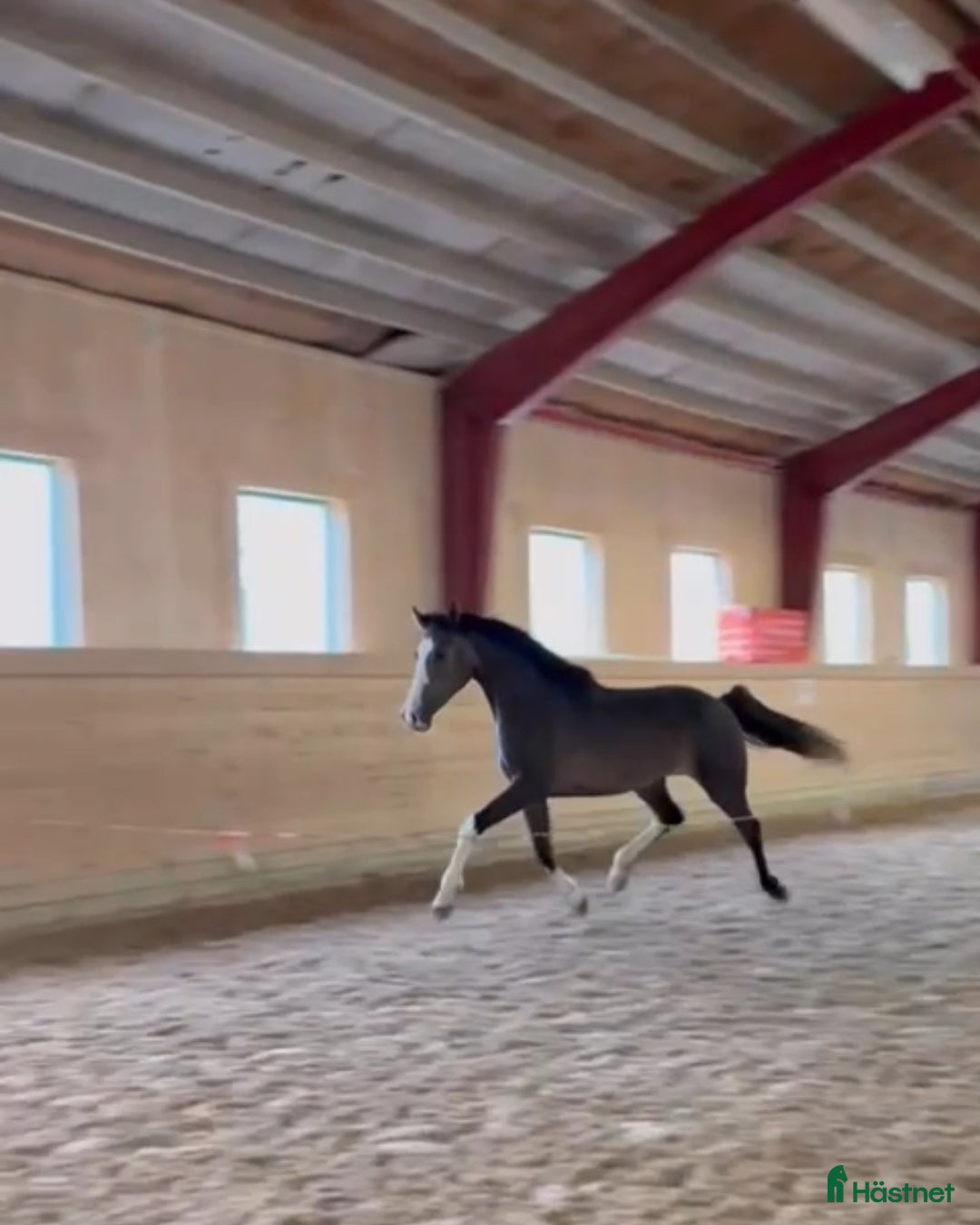 Allround hästar till salu: Vackert atletiskt sto 🎁priset gäller innan jul  i Tystberga - Annons 2