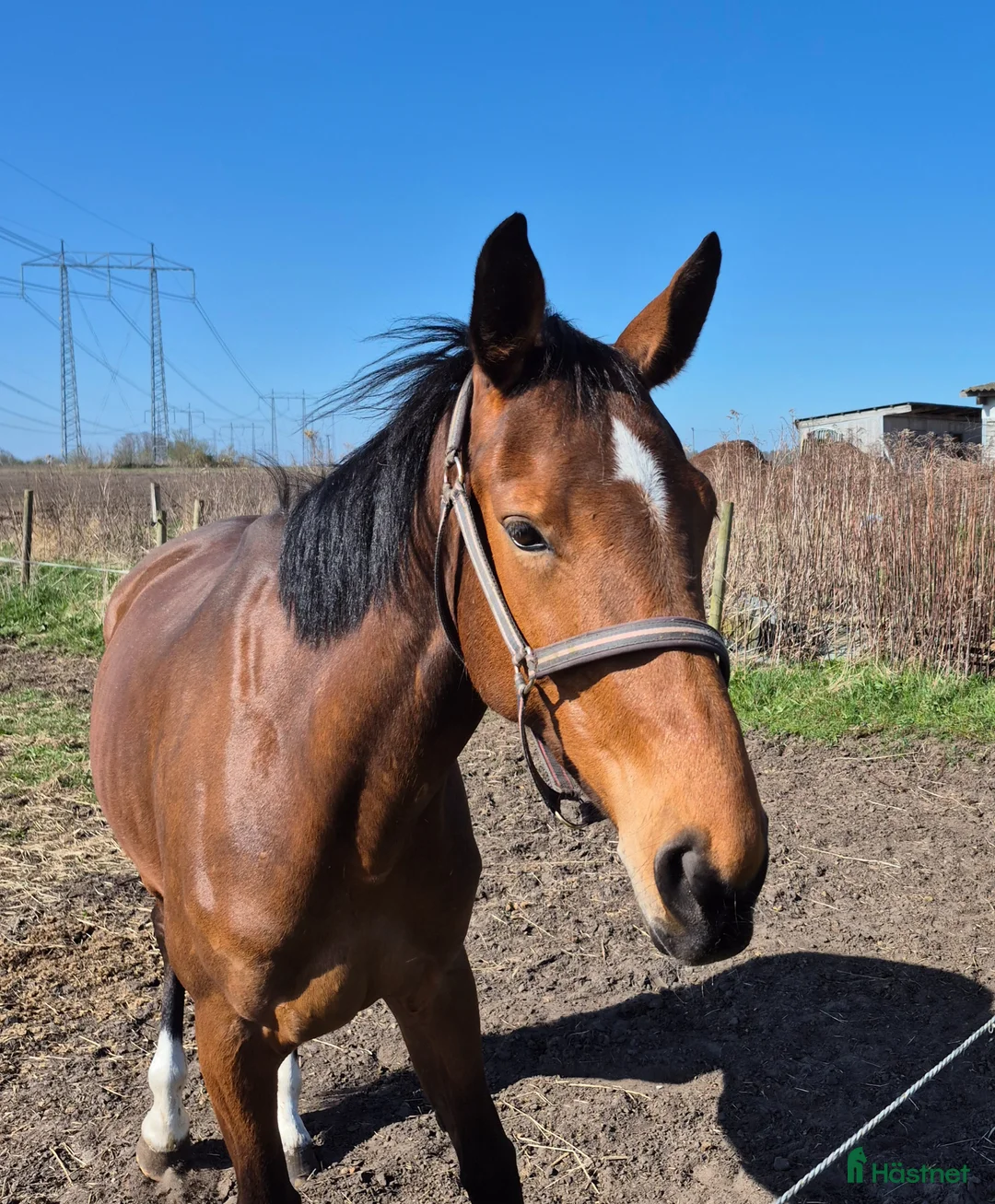 Hoppning hästar till salu: Toppstam hoppn 5årigt sto haft föl - Annons 2