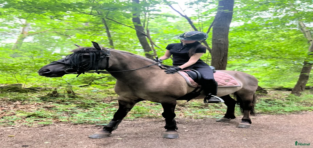 Galleribild {{count}}