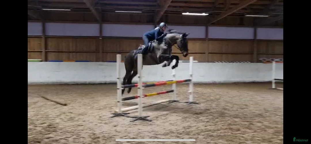 Hoppning hästar till salu: GDP Bournaville - Annons 4