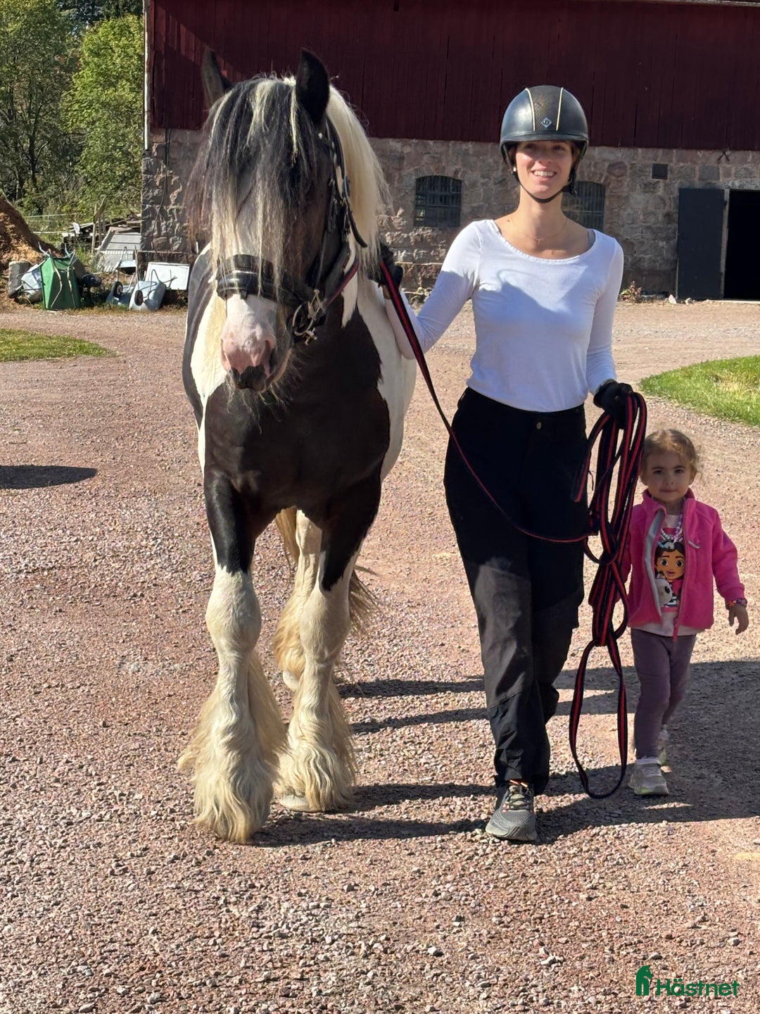 Allround hästar till salu: Drömhästen i Västerås - Annons 6