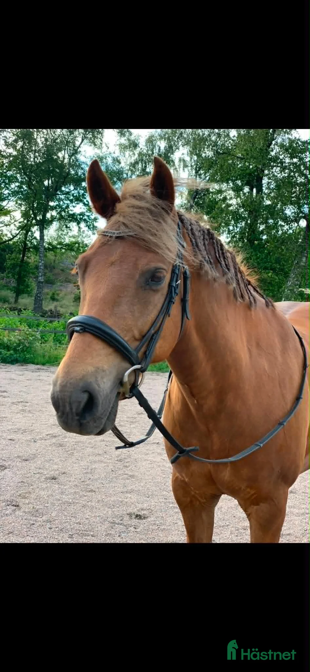 Allround hästar till salu: Söt newforest valack - Annons 1